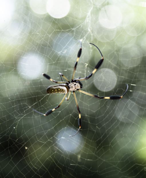 Dedetizadora de Aranhas - Empresa de Dedetização no RJ