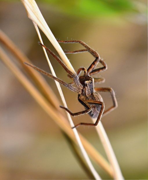 Dedetizadora de Aranhas - Empresa de Dedetização no RJ