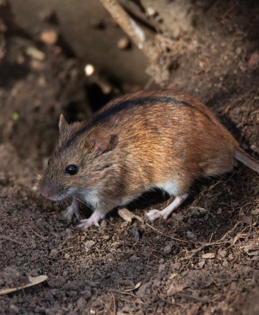 Dedetizadora de ratos e roedores - Empresa de Dedetização no RJ