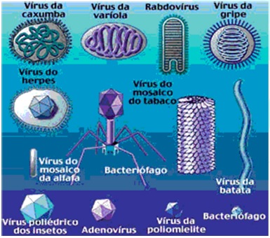 Sanitização RJ - Empresa de Dedetização no RJ